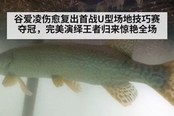 谷爱凌伤愈复出首战U型场地技巧赛夺冠，完美演绎王者归来惊艳全场